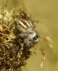 Philaeus chrysops